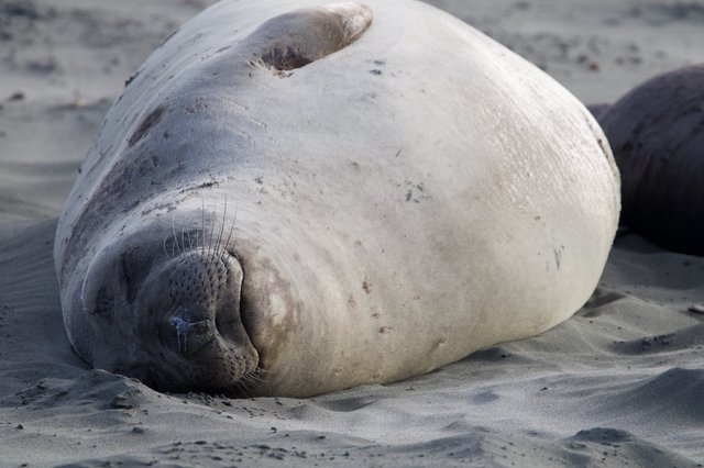 Resting Elephant Seal Pup on Drakes Beach
