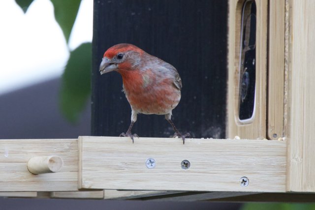 Finch on Duty
