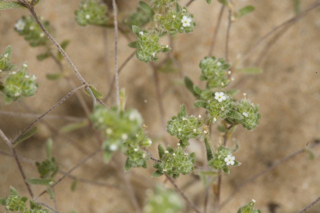 Delicate Desert Wildflowers