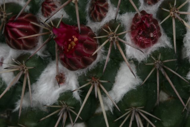 Snowy Cactus with Red Flowers