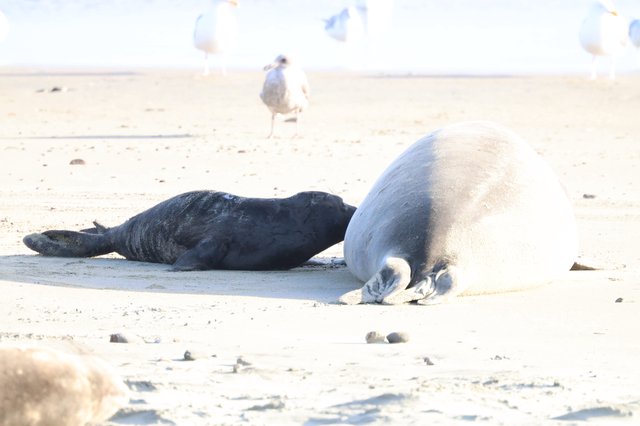 Elephant Seal Mother and Black Pup at Drakes Beach