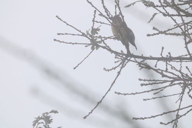 Songbird Perched on Winter Branch in Overcast Sky
