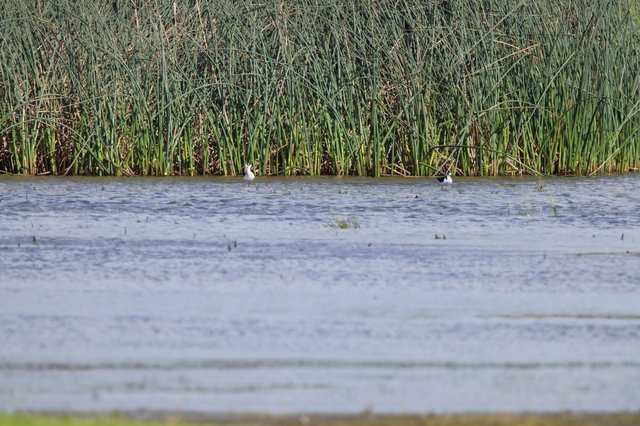 Shorebirds Resting Along Wetland Reed Edge