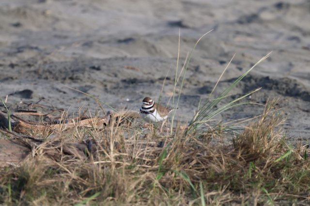 Killdeer Wading Through Coastal Grass and Sand