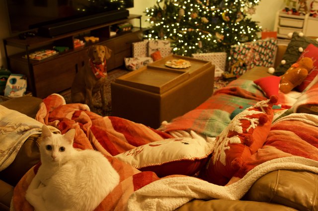 Cozy Christmas Morning with White Cat and Dog