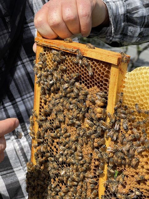 The Beekeeper's Harvest