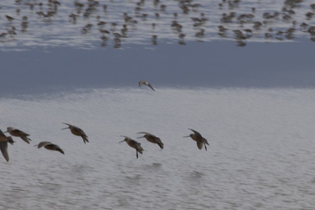 Graceful Flight Over San Pablo Bay
