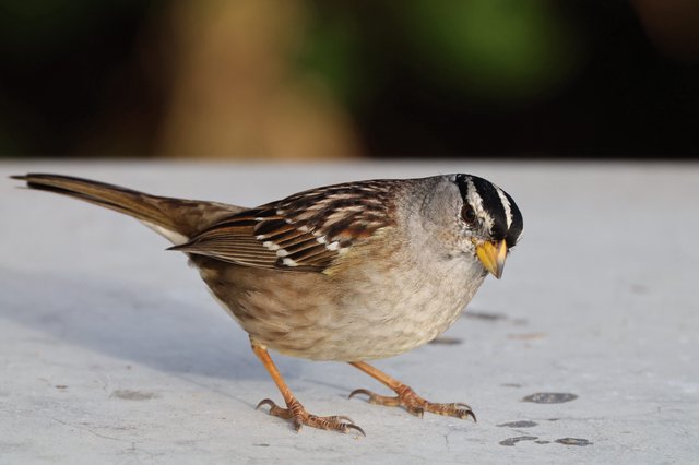 White-Crowned Sparrow at Drakes Beach