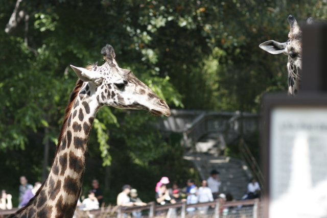 Two Giraffes in a Zoo