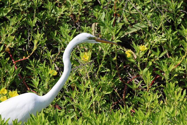 Great Egret Hunting Among Yellow Wildflowers