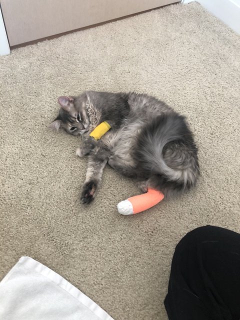 Injured but Content