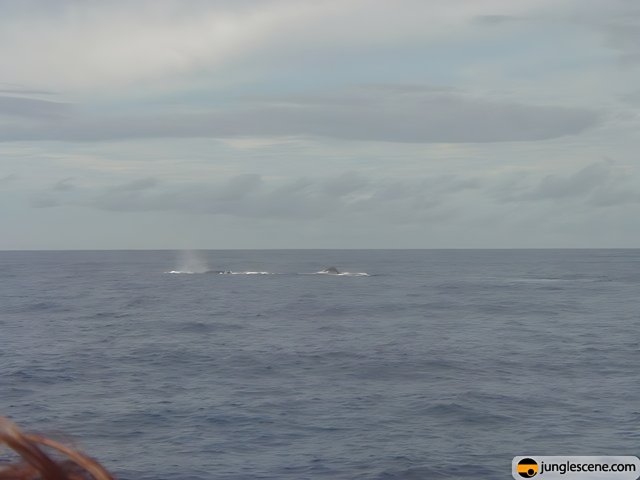 Majestic Humpback Whales in the Hawaiian Ocean