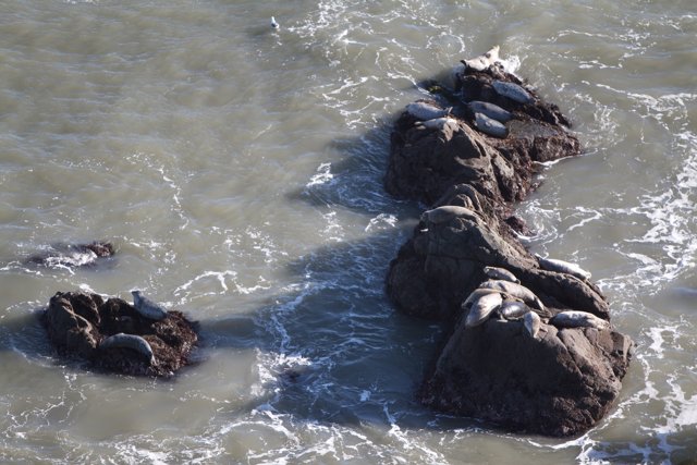 Seals sunbathing on rocky promontory