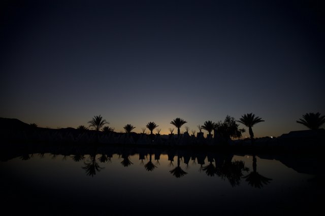 Sunset Silhouette of Palm Trees at Coachella
