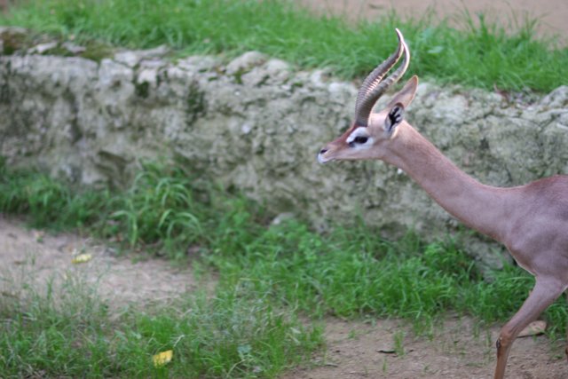 Majestic Impala Strolling in the Grass