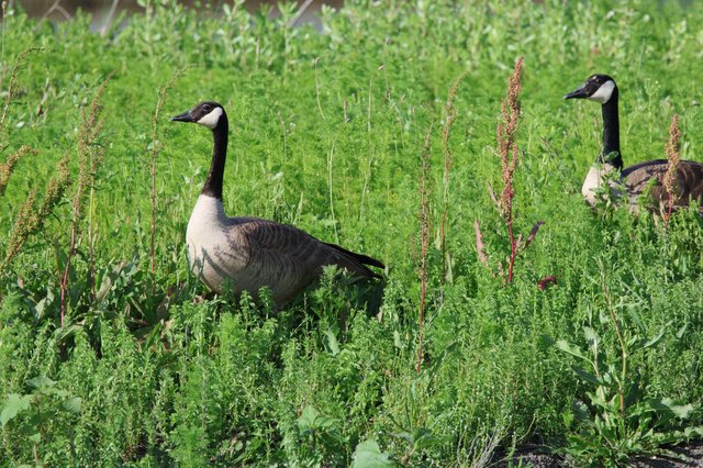 Canada Geese Foraging in Lush Spring Wetland Grassland