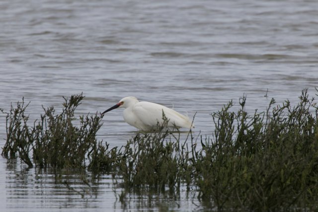 Grace of the Marshlands