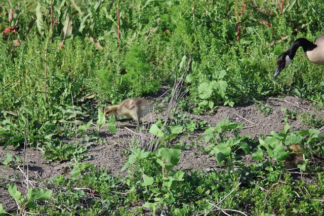 Canada Goose Gosling Exploring Garden Patch