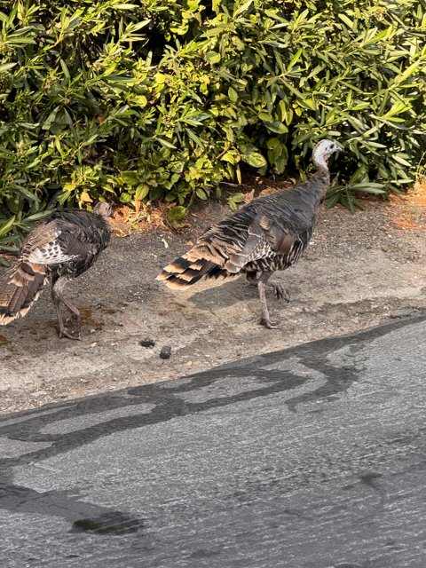 Strolling Turkeys of Walnut Creek