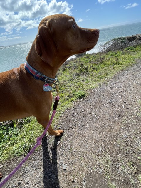 Canine Gazing Out to Sea