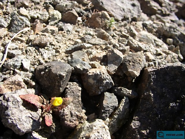 Tiny Flower Braving the Rocks