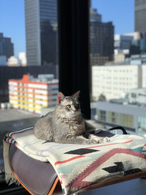 City Cat Lounging on Linen Chair
