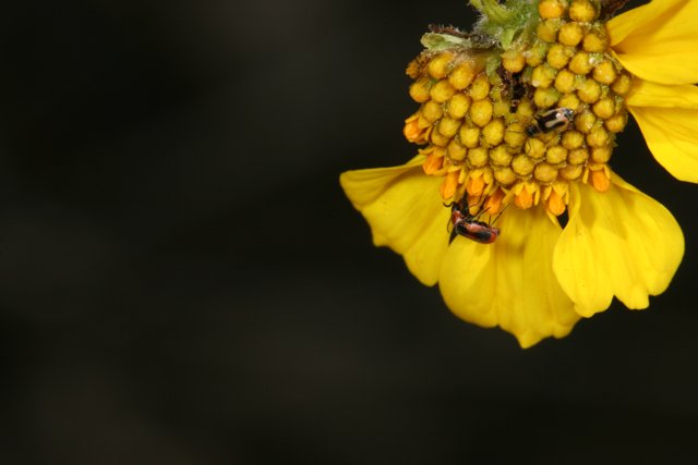 Busy Bees and Wasps on Yellow Daisy