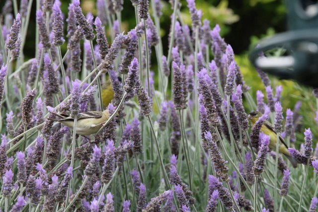 Willow Warbler Perched Among Purple Lavender Blooms