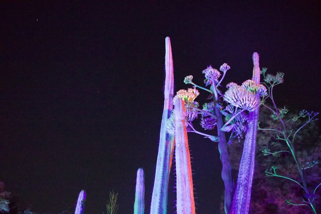 Enchanted Night Blooms