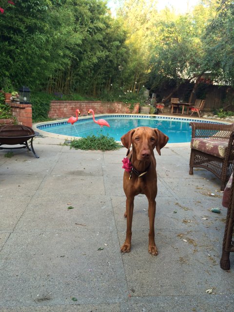 Poolside Pup with Flamboyant Flamingos