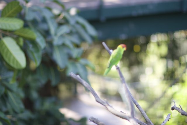 Perched Parakeet