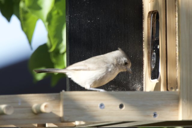 Feathered Visitor at the Feeder