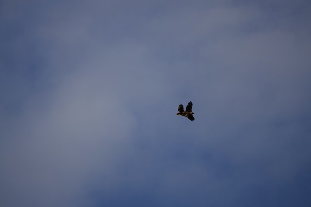 Majestic Flight Over Lake Merced
