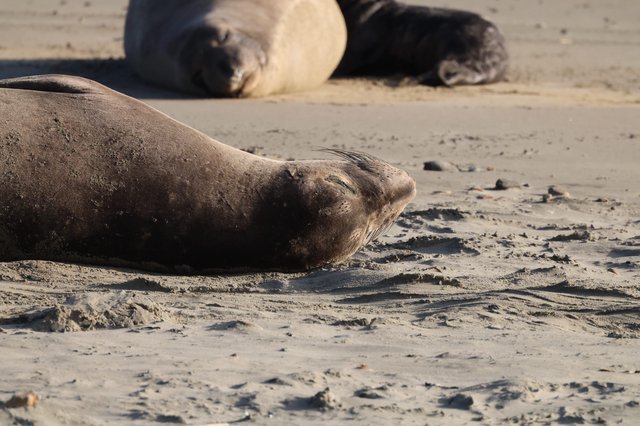 Elephant Seal Resting on Sandy Beach at Drakes Beach
