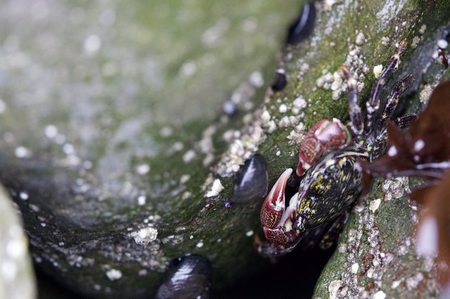 Painted Shore Crab Clinging to Mossy Tidal Rock