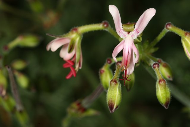 Pink Geranium Flower