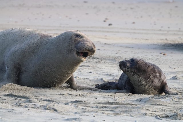 Elephant Seal Mother and Pup Interaction at Drakes Beach