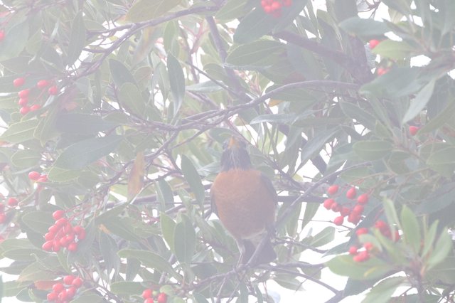 American Robin Foraging Among Red Winter Berries