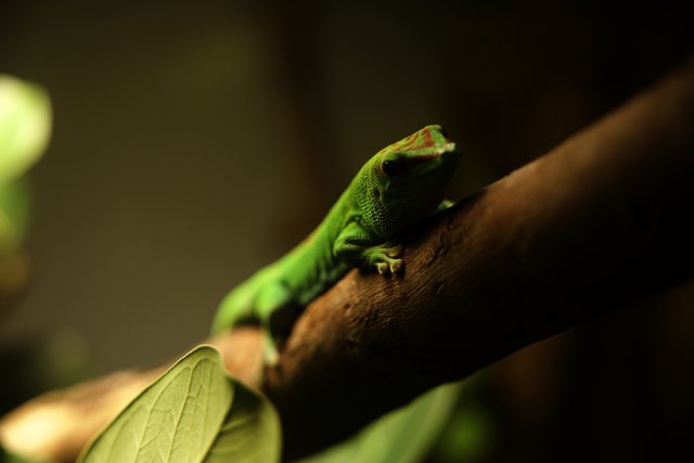 Captivating Green Gecko