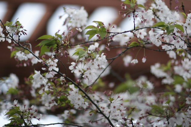 A Beautiful Cherry Blossom Close Up