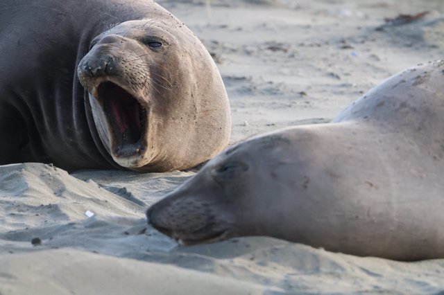 Elephant Seal Displaying Aggressive Vocalization on Beach