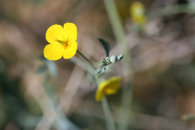Solo Yellow Geranium