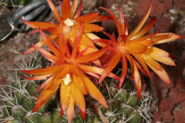 Cactus in Full Bloom