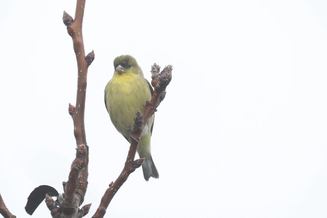 American Goldfinch Perched on Winter Branch in Snow