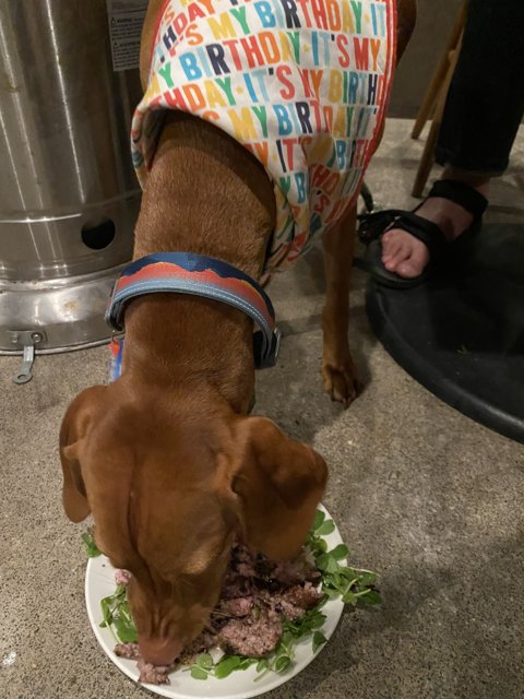 Birthday Feast for Four Paws