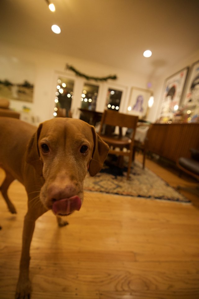 Curious Vizsla Dog Close-Up in Cozy Home