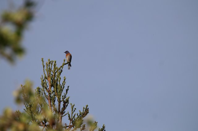 Western Bluebird Perched on Conifer at Dawn