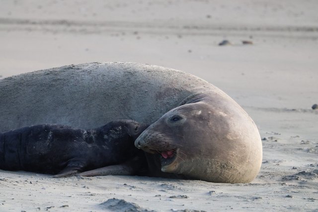 Elephant Seal Resting on Drakes Beach Shore