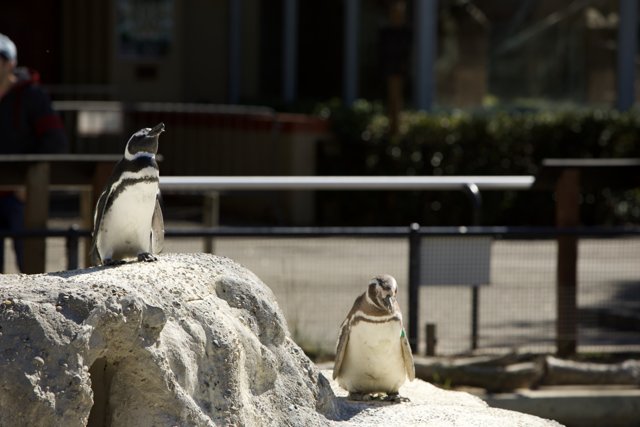 Intimate Encounter with Penguins at SF Zoo