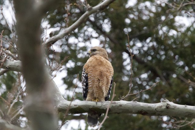 Red-shouldered Hawk Perched on Winter Branch